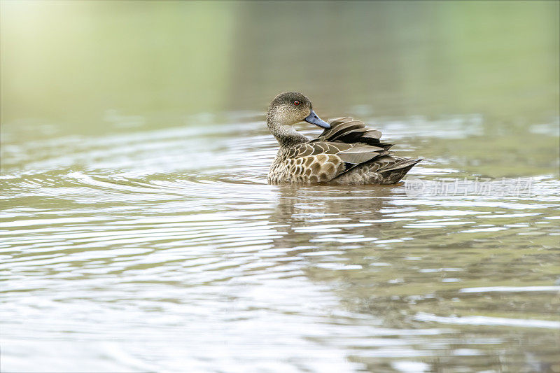 灰色蓝绿色(Anas gracilis)